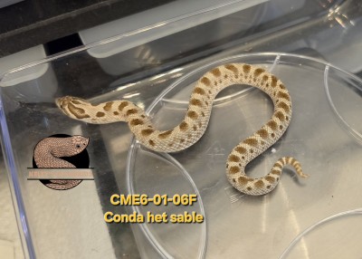 animal image
