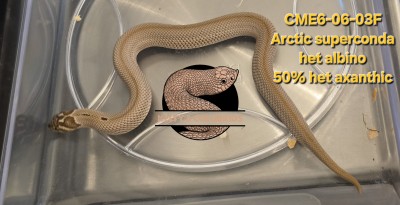 animal image