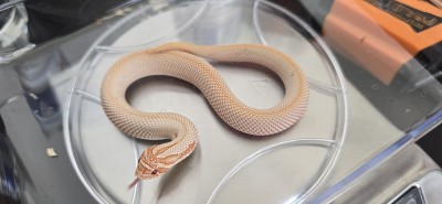 animal image
