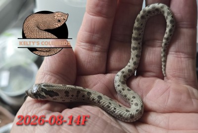animal image
