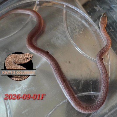 animal image