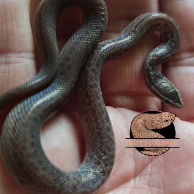 animal image