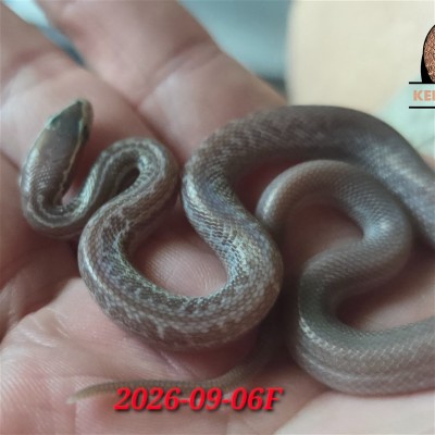 animal image