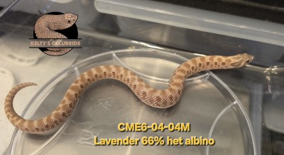 animal image