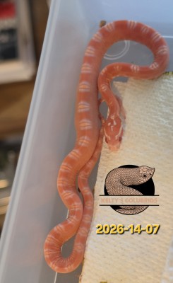 animal image