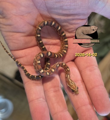 animal image
