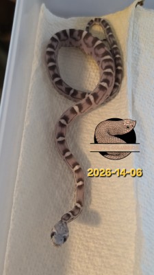 animal image