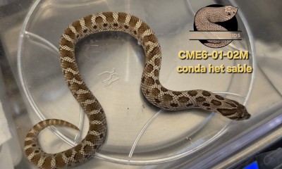 animal image