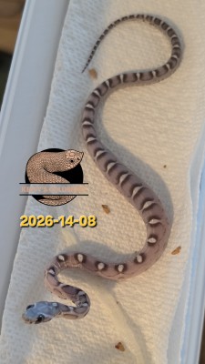 animal image