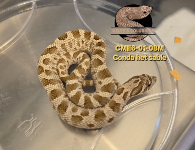 animal image