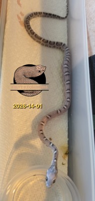 animal image