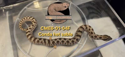 animal image