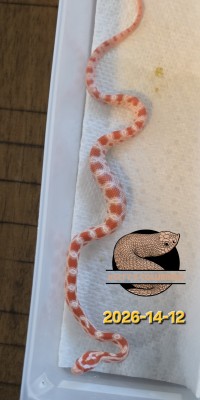 animal image