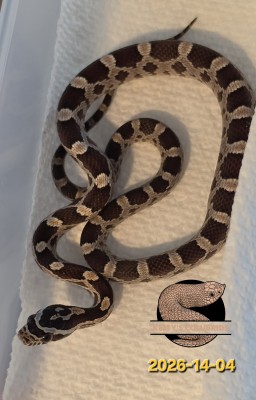 animal image
