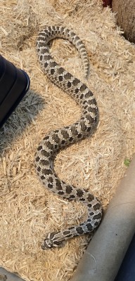 animal image