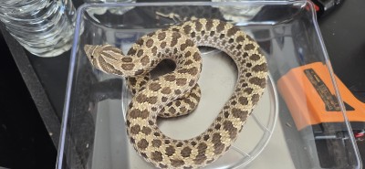 animal image