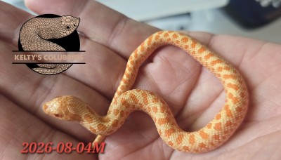 animal image
