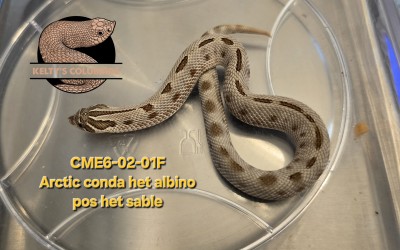 animal image