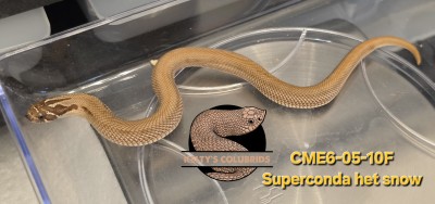 animal image