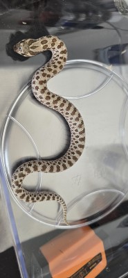 animal image