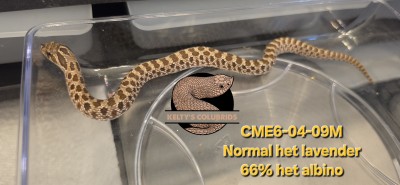 animal image