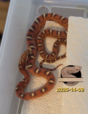 animal image