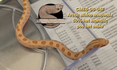 animal image