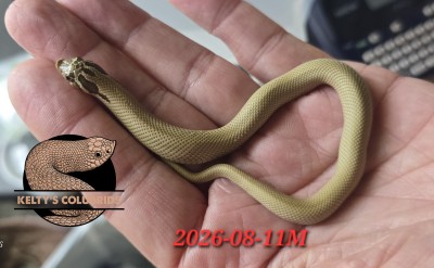 animal image
