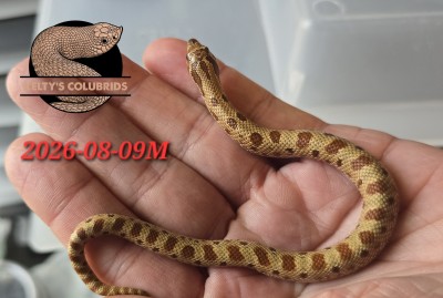 animal image