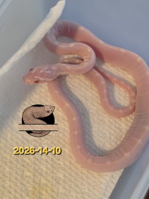 animal image