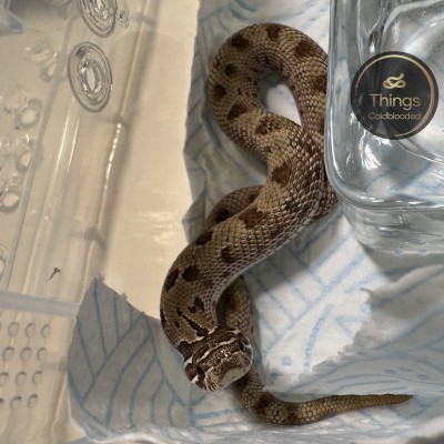 animal image