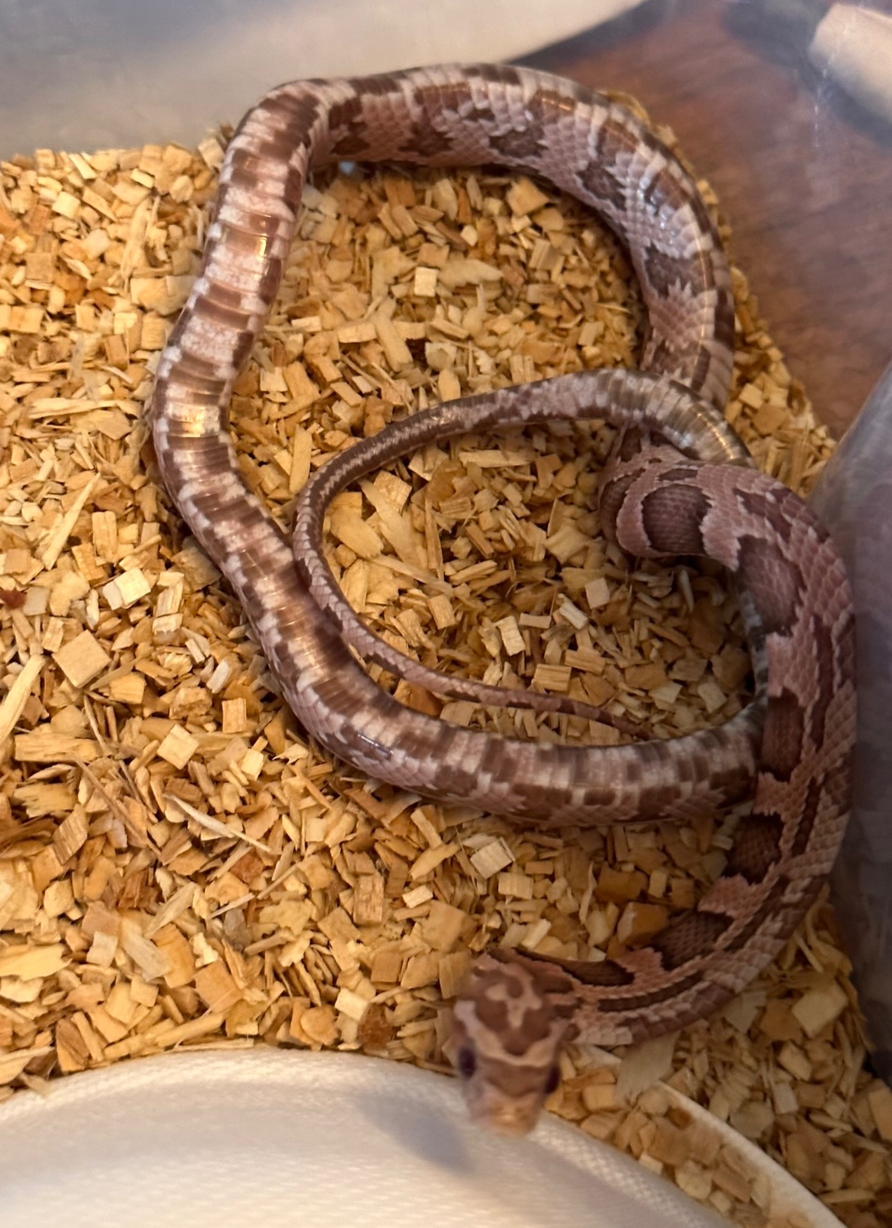 animal image