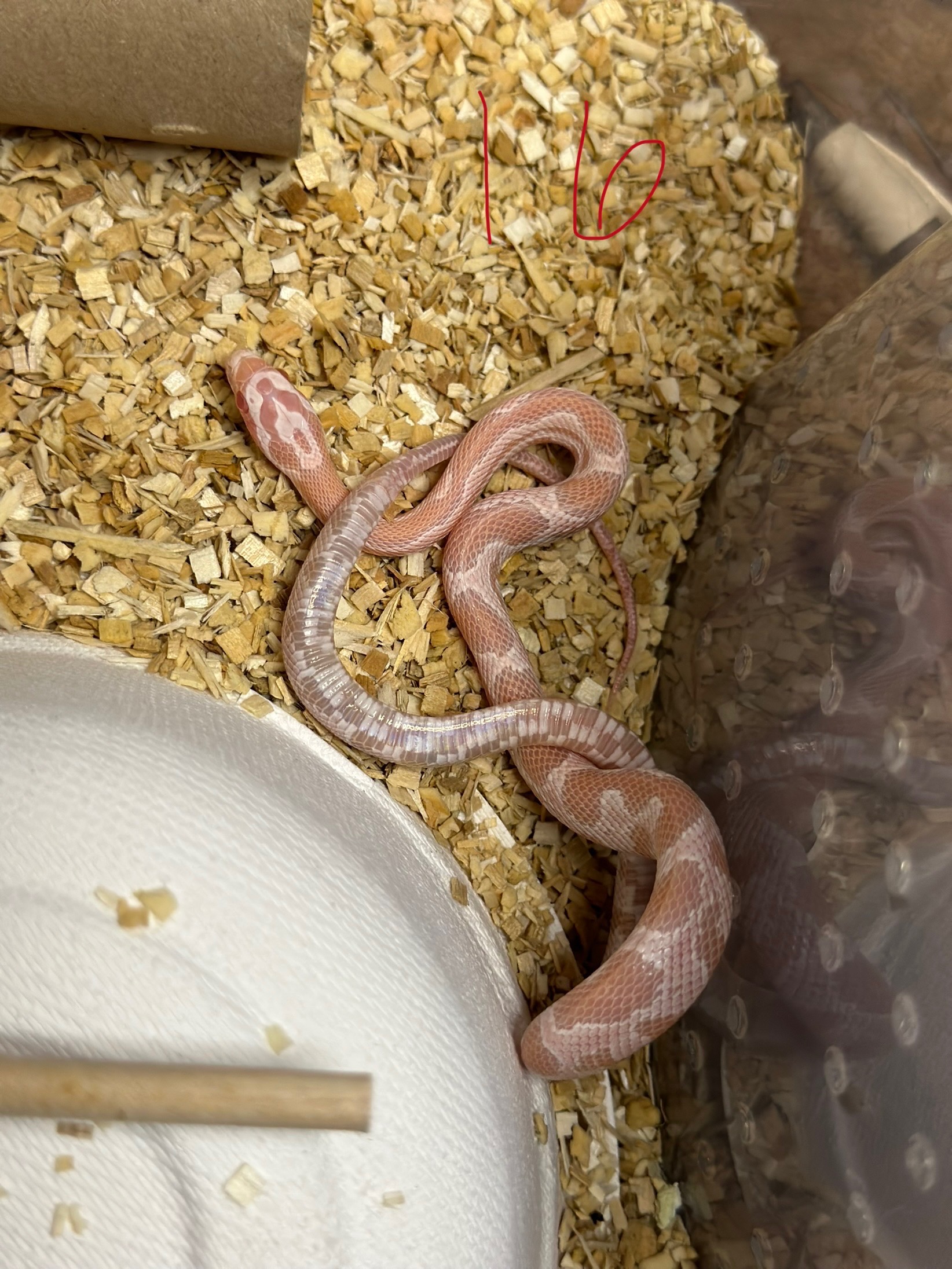 animal image
