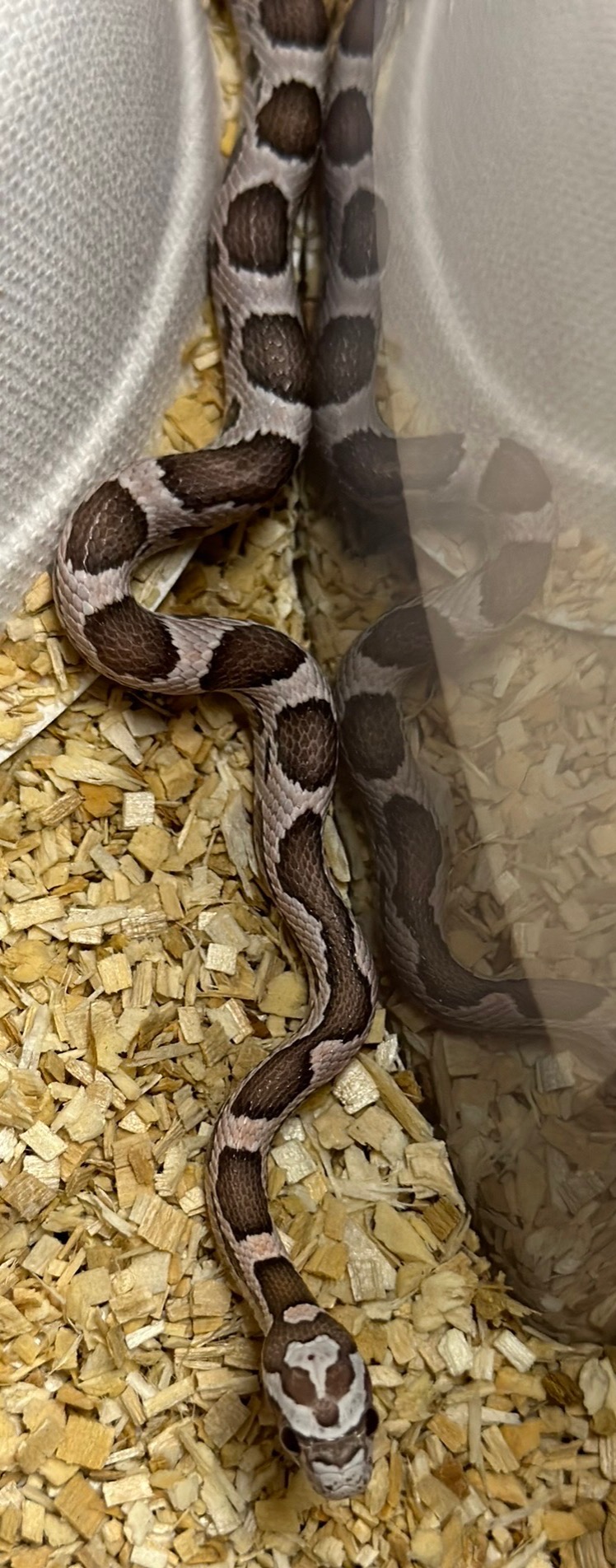 animal image