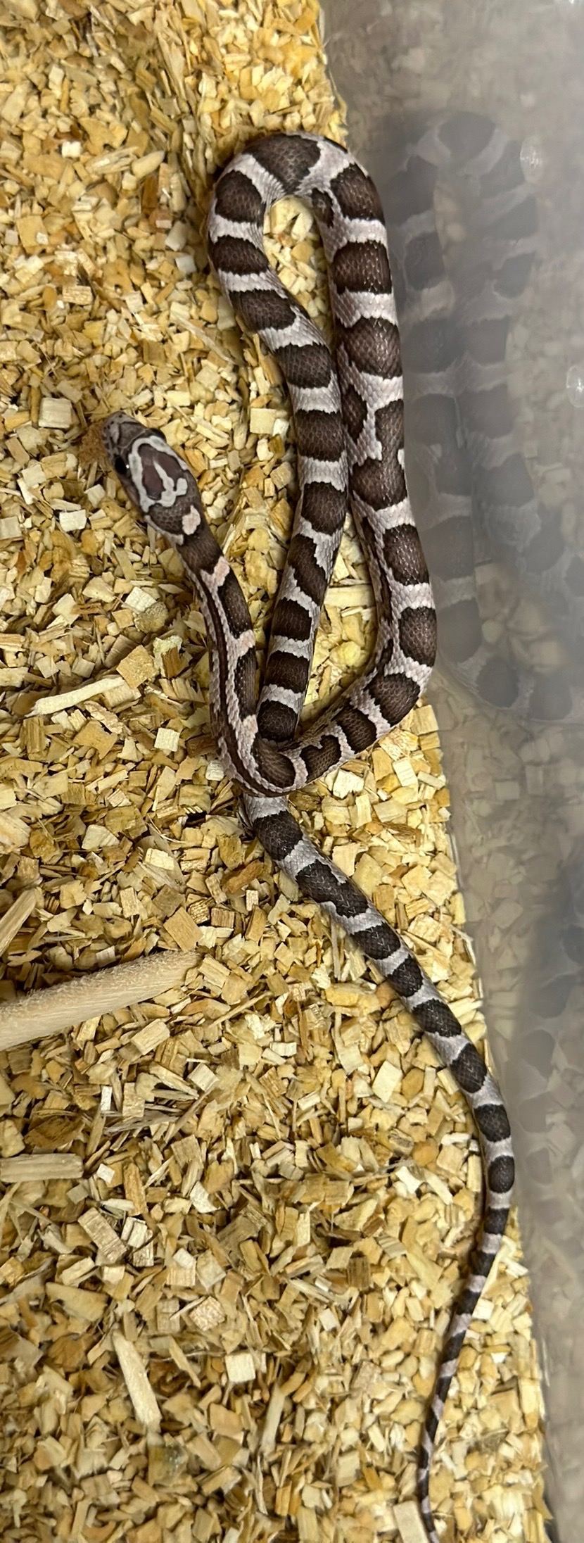 animal image