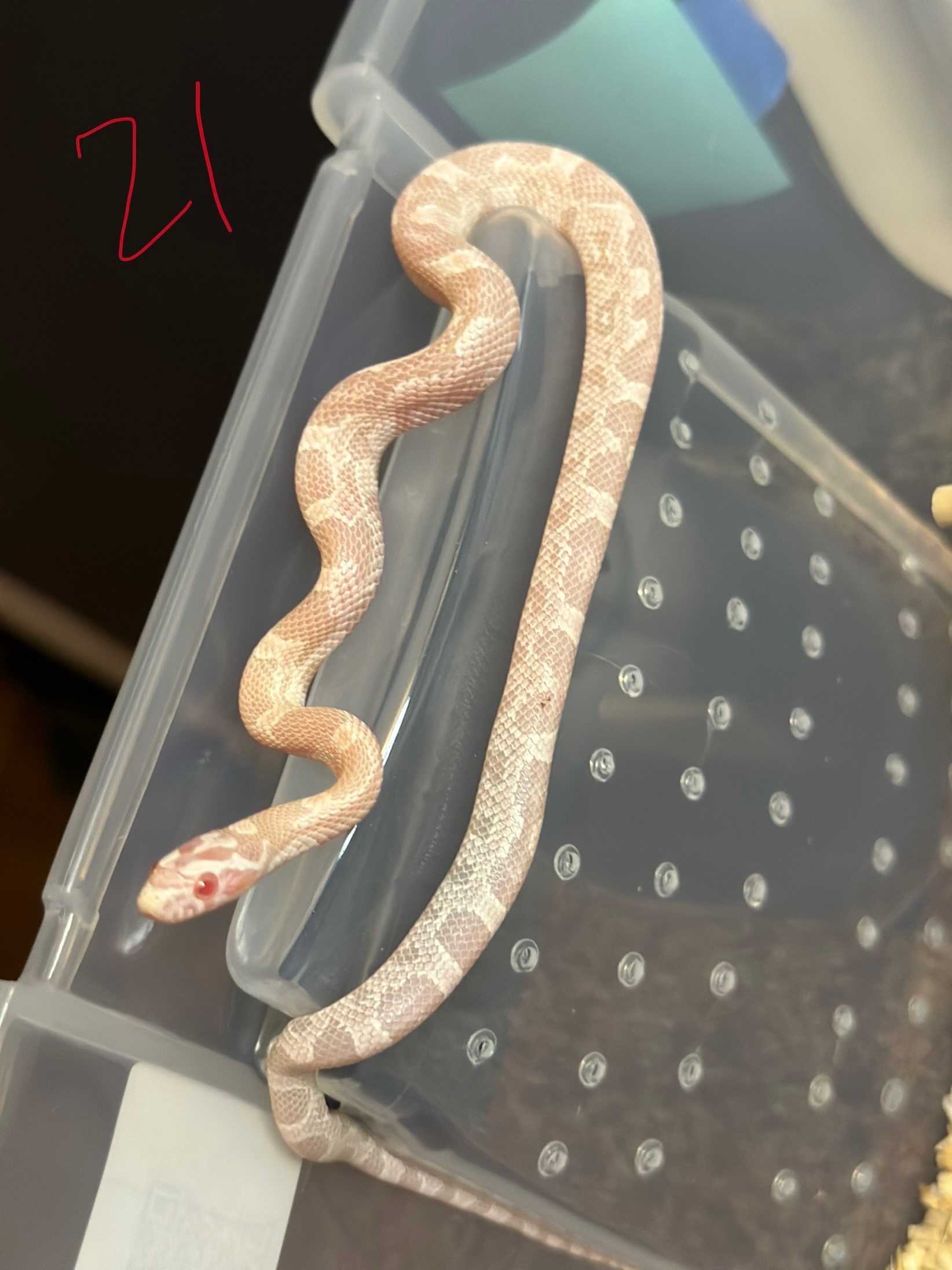 animal image