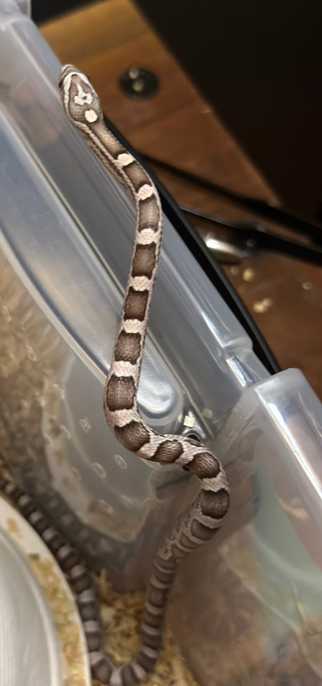 animal image