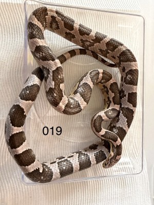 animal image