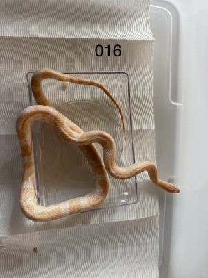 animal image