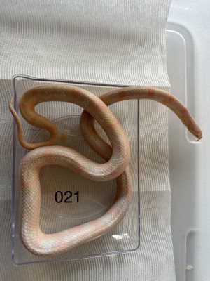 animal image