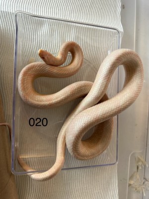 animal image