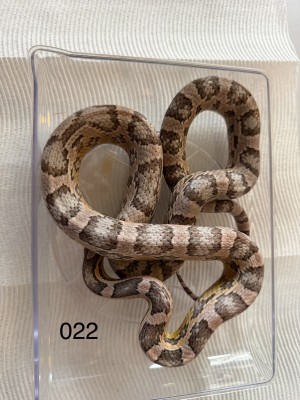 animal image