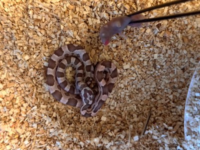 animal image