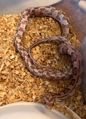 animal image