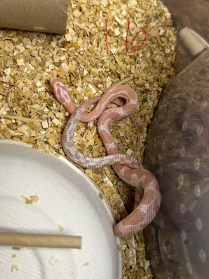 animal image