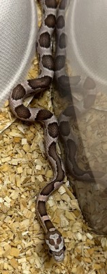 animal image