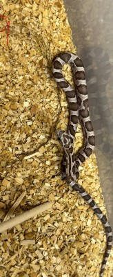 animal image