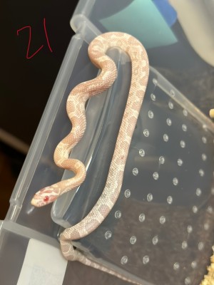 animal image