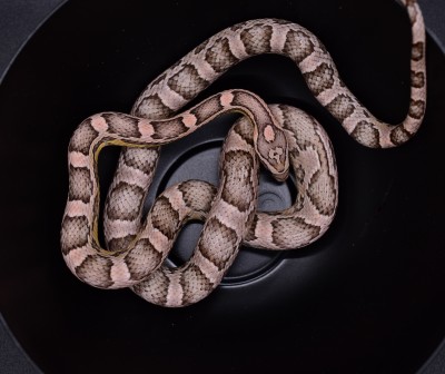animal image