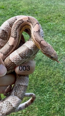 animal image